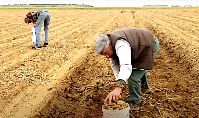 Still from: Agnès Varda, The Gleaners and I (2000)