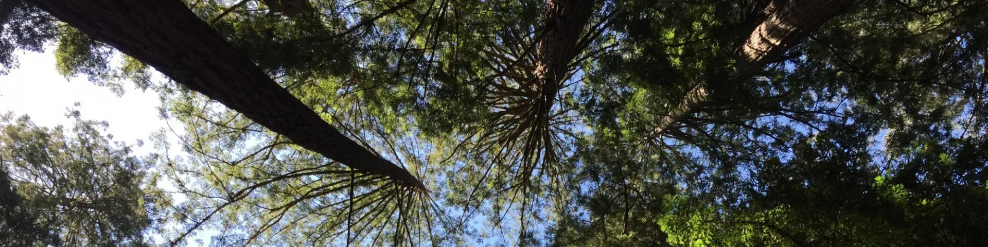 Forest seen from below