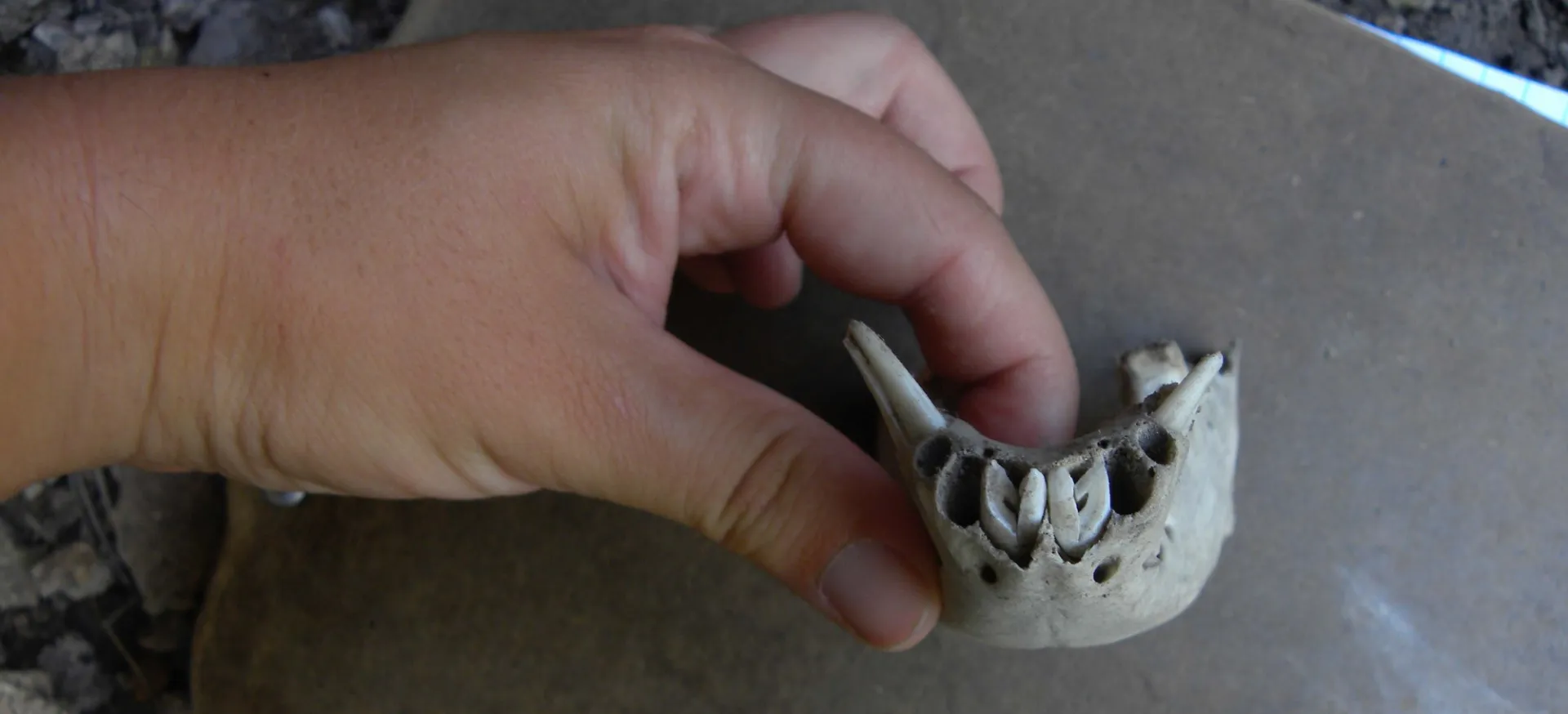 Block Cave Mandible @ Hannah Chazin
