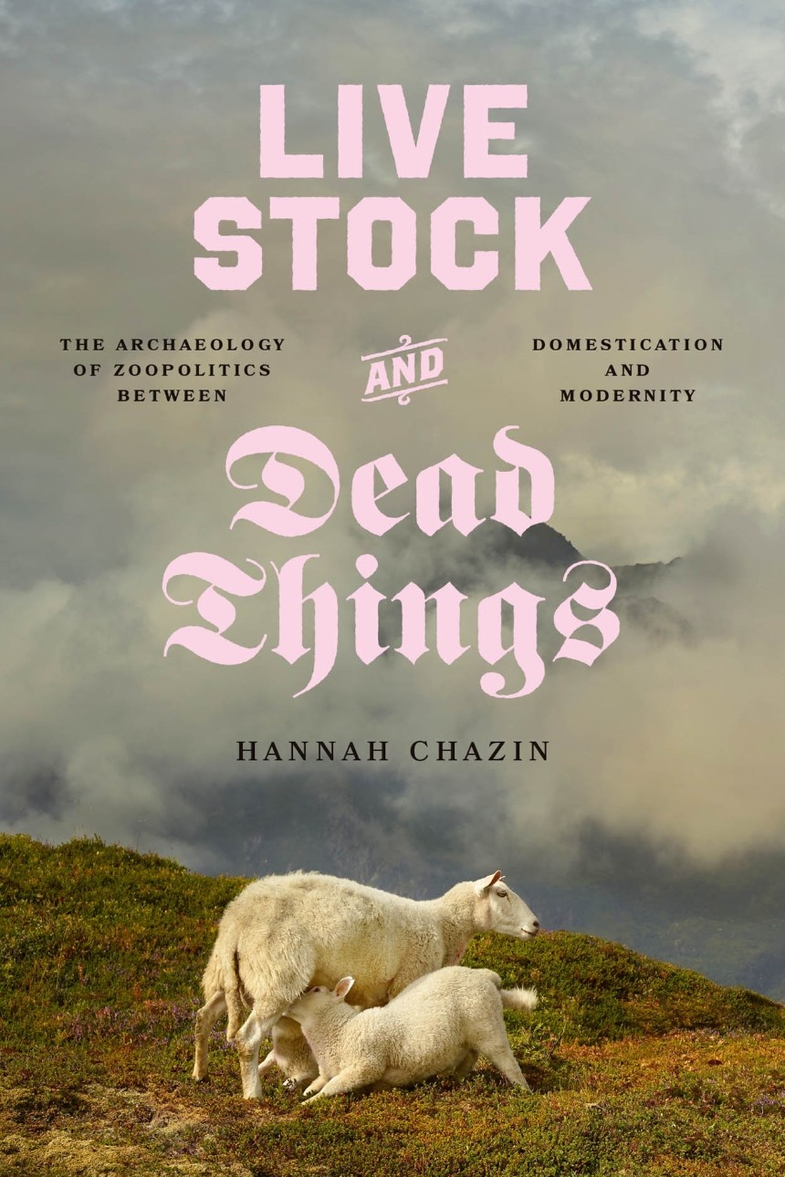 Book cover: Hannah Chazin, Live Stock and Dead Things. Image of feeding sheep